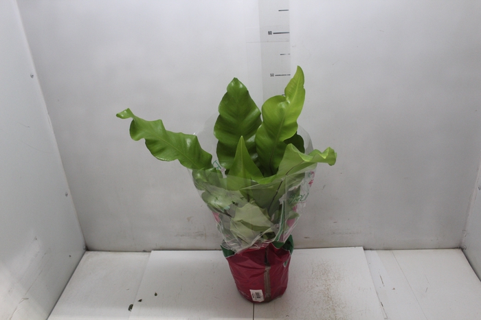 <h4>ASPLENIUM NIDUS P19</h4>