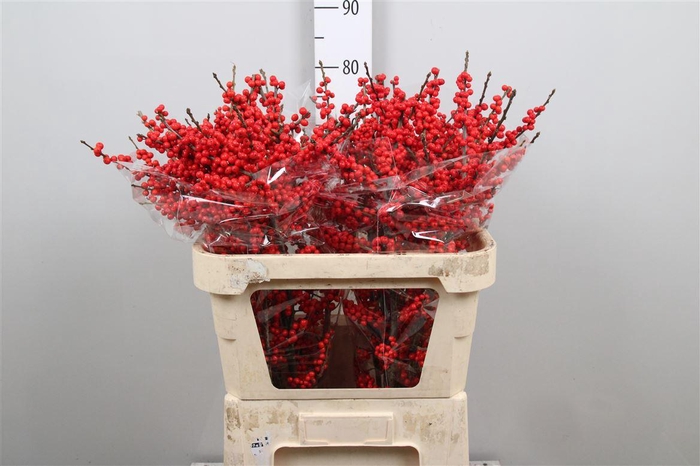 <h4>Ilex Ve Rode Bes</h4>