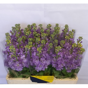 MATTH FIGARO LAVENDE