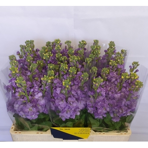 Matth Figaro Lavende