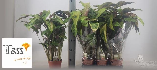 <h4>CALAT FUSION YELLOW</h4>