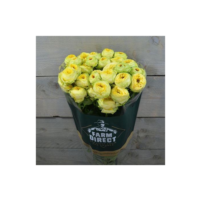 <h4>R Tr Golden Trendsetter</h4>