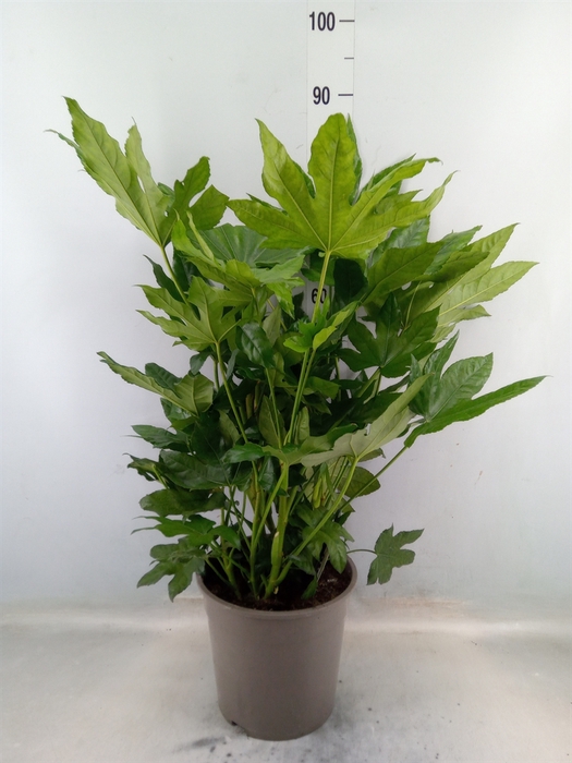 <h4>Fatsia japonica   ...</h4>