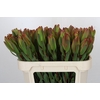 Leucadendron Laurel Yellow