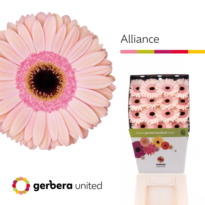 <h4>Gerbera Alliance Diamond</h4>