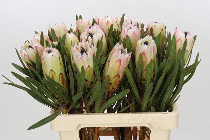 <h4>Protea White Night</h4>