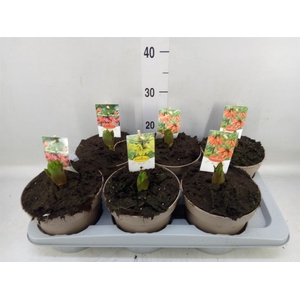 Fritillaria imper. 'Aurora'