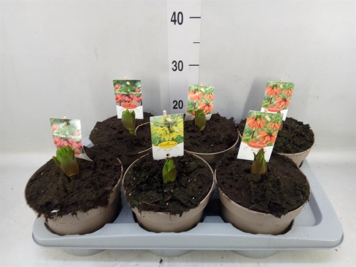 <h4>Fritillaria imper. 'Aurora'</h4>