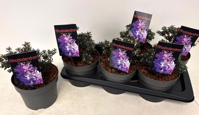 <h4>RHOD NIGHT SKY</h4>