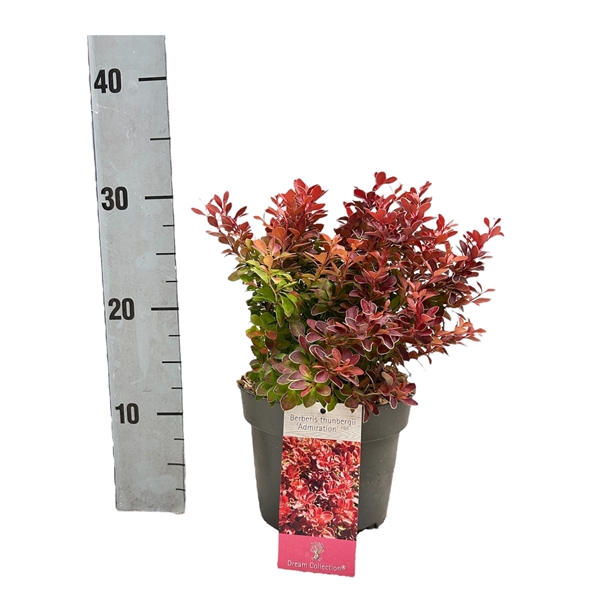 <h4>Berberis thunbegii 'Admiration'</h4>