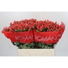 Hypericum Sweet Romance