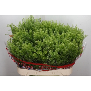 Lepidium virgin. 'Green Dragon'