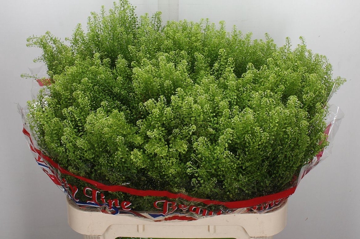 <h4>Lepidium virgin. 'Green Dragon'</h4>
