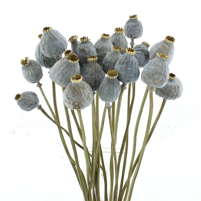<h4>Dried Papaver Big Heads X L</h4>