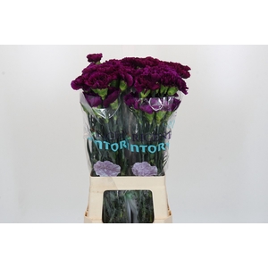 Dianthus St Florigene Moontea