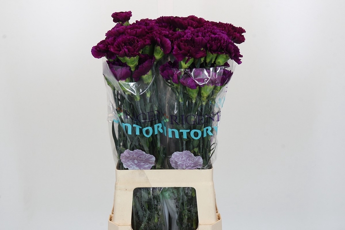 Dianthus St Florigene Moontea