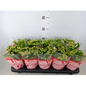 Kalanchoe blos. 'RosDon Nando'