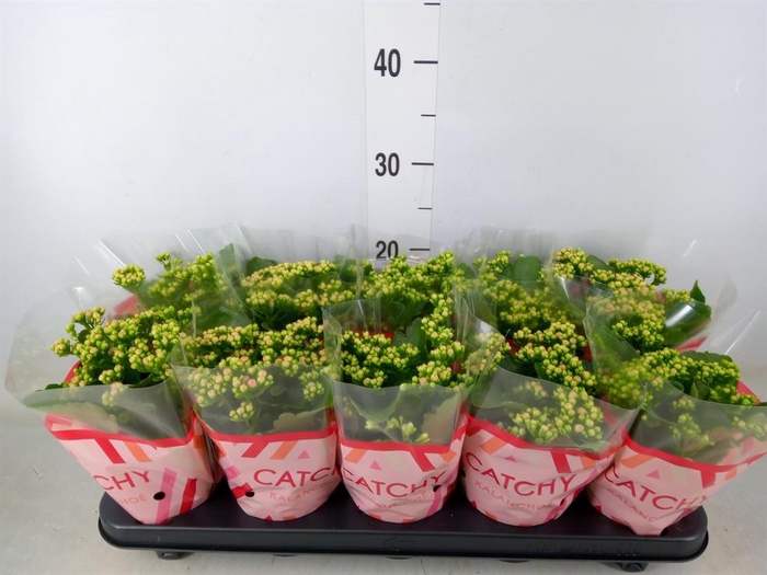 <h4>Kalanchoe blos. 'RosDon Nando'</h4>