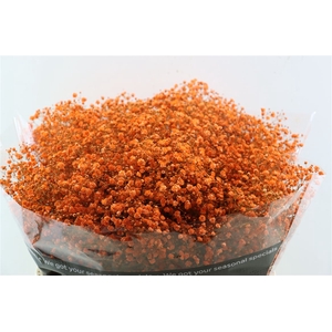 Gyps Grof Orange (dip)