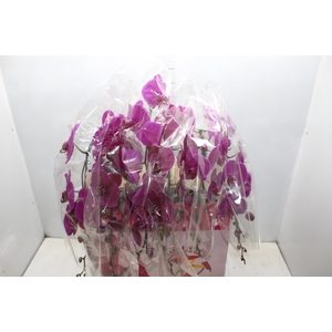 PHALAENOPSIS CASCATA ESPECIAL P15 PINK MIN 14 FLS