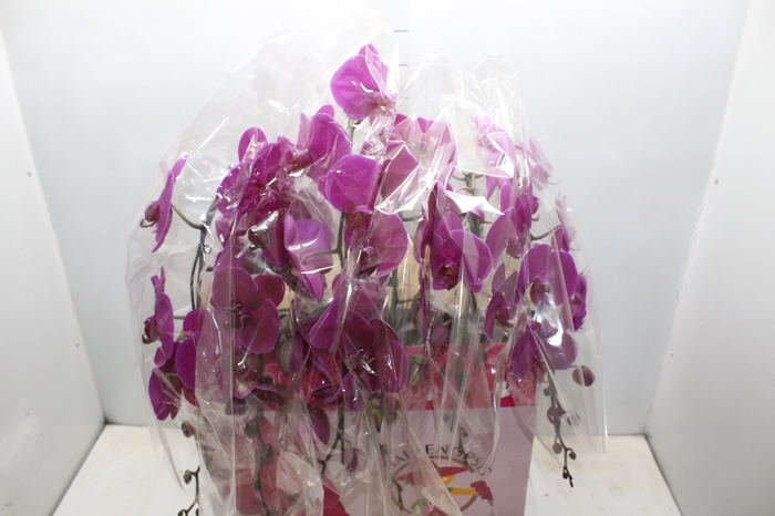 <h4>PHALAENOPSIS CASCATA ESPECIAL P15 PINK MIN 14 FLS</h4>