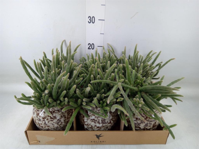 <h4>Rhipsalis   ...mix</h4>
