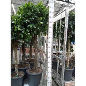 Ficus microcarpa   ...