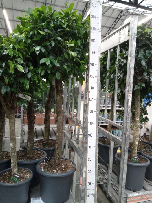 <h4>Ficus microcarpa   ...</h4>
