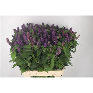 Agastache Pink