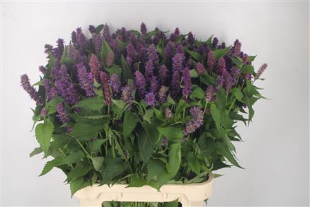 <h4>Agastache Pink</h4>