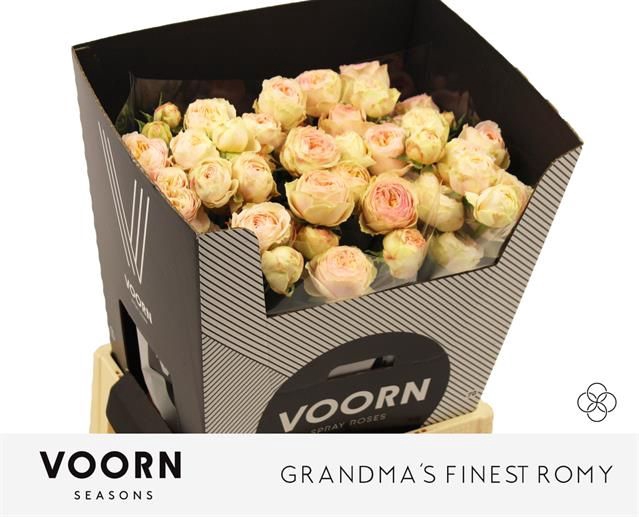 <h4>R TR GRANDMA F ROMY</h4>