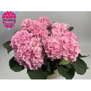 <h4>HYDR M CH VERENA</h4>