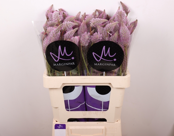 <h4>PTILOTUS EX MATILDA</h4>