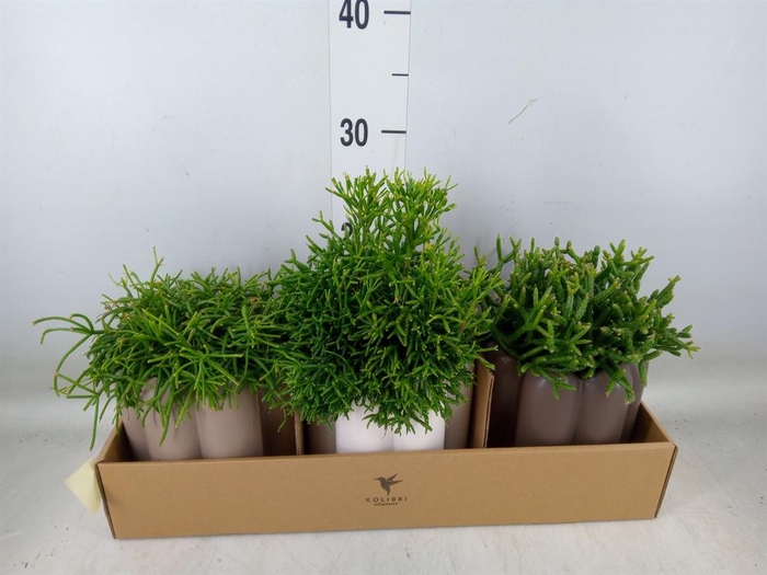 <h4>Rhipsalis   ...mix</h4>