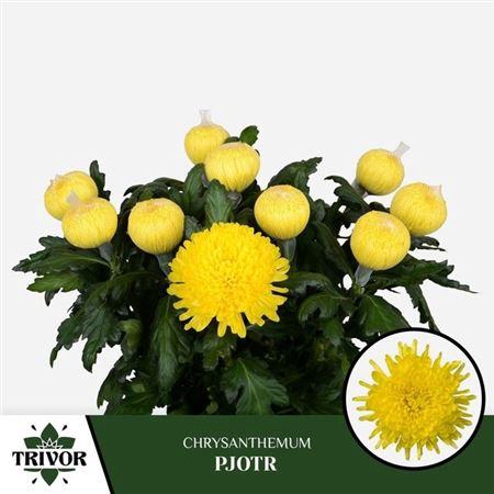 <h4>Chr G Pjotr</h4>