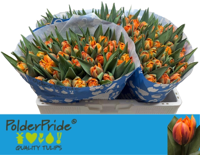 <h4>TU DU ORANGE PRINCES</h4>