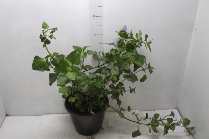 <h4>AGERATUM AZUL P24</h4>