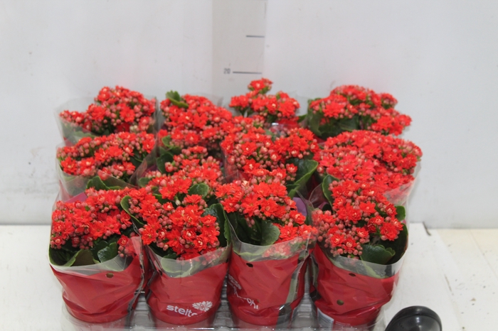 <h4>KALANCHOE DOBRADO MINI P09 VERMELHO</h4>