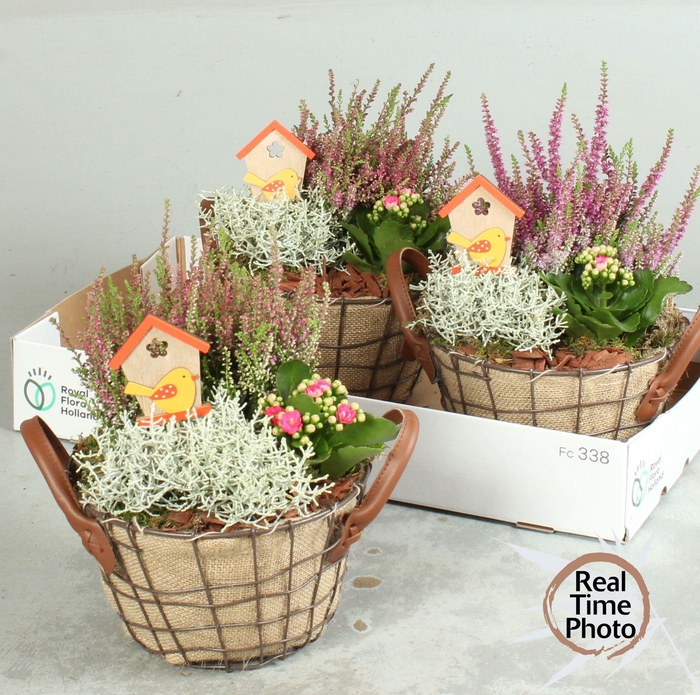 <h4>ARR TUINPLANTEN</h4>