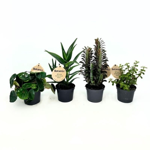 Botanic Mix 12cm