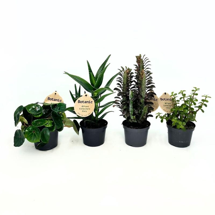 <h4>Botanic Mix 12cm x6</h4>