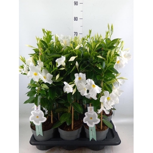 Mandevilla sand. 'SumStar White'