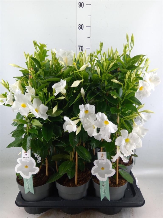 <h4>Mandevilla sand. 'SumStar White'</h4>