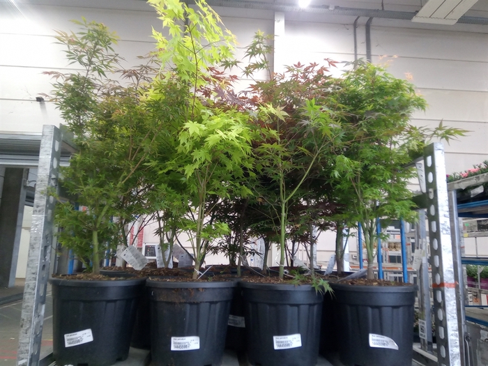 <h4>Acer palmatum</h4>