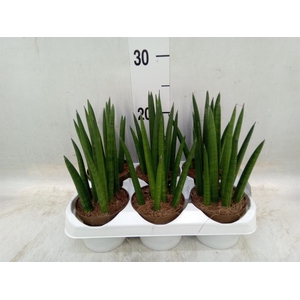 Sansevieria cyl.  ...