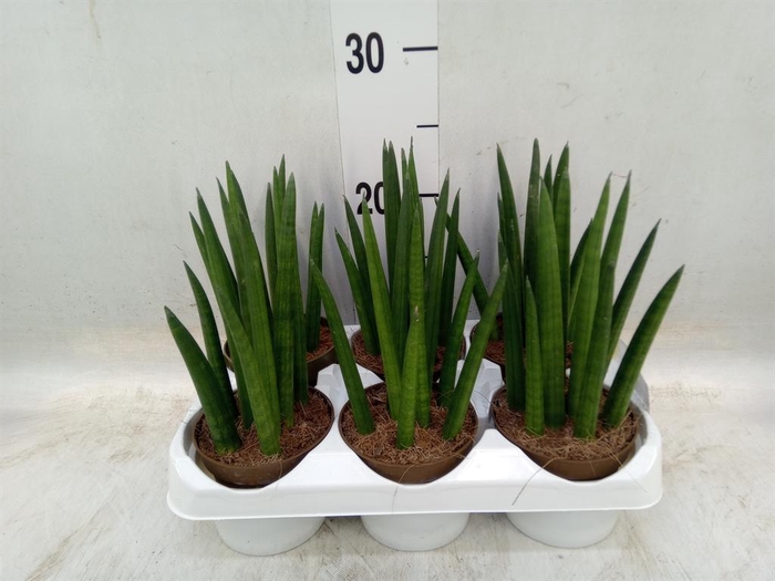 <h4>Sansevieria cyl.  ...</h4>