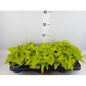 Ipomoea batatas 'Marguerita'