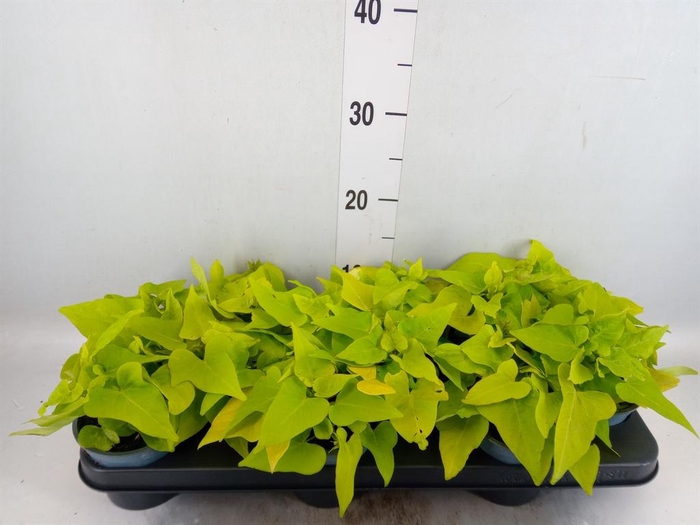 <h4>Ipomoea batatas 'Marguerita'</h4>