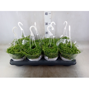 Senecio rowleyanus