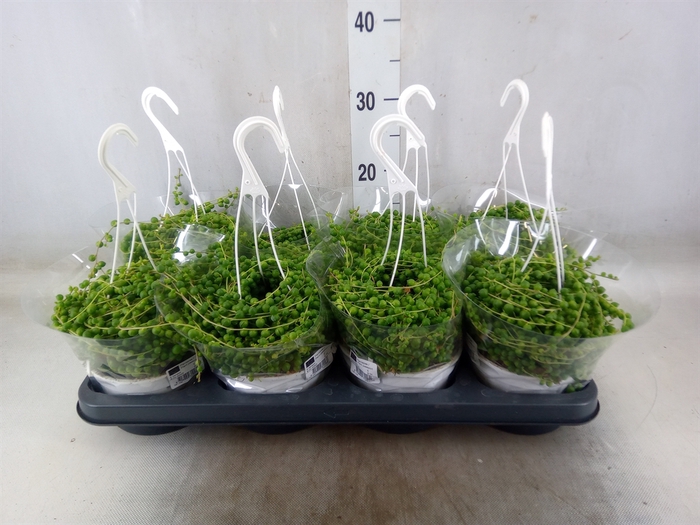 <h4>Senecio rowleyanus</h4>